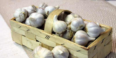 knoblauch